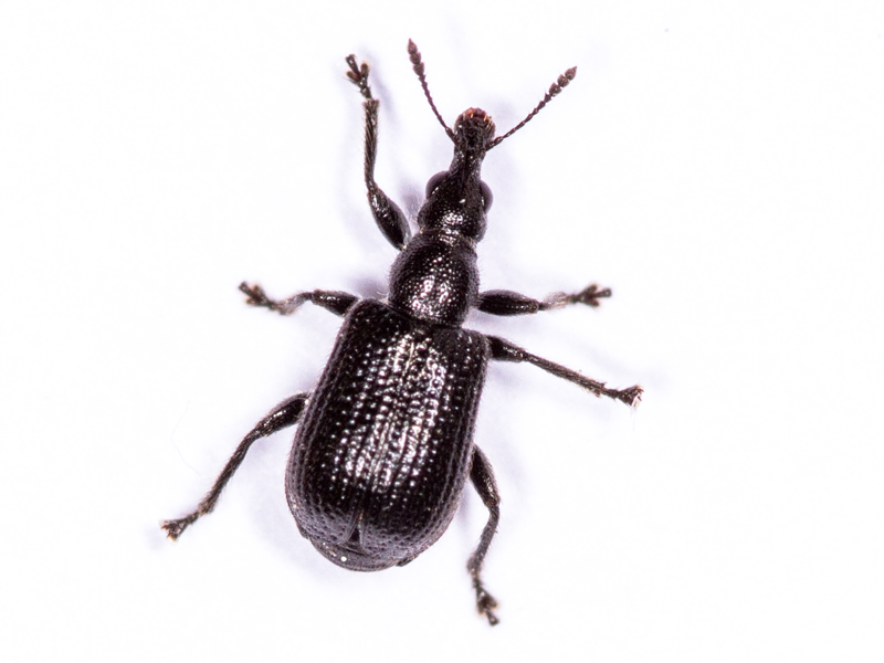 Deporaus betulae